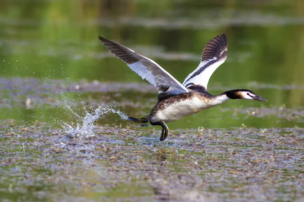 Doğa ve kuş. Yeşil sarı su doğa arka plan. Kuş: Büyük Tepeli Grebe. Podiceps cristatus.