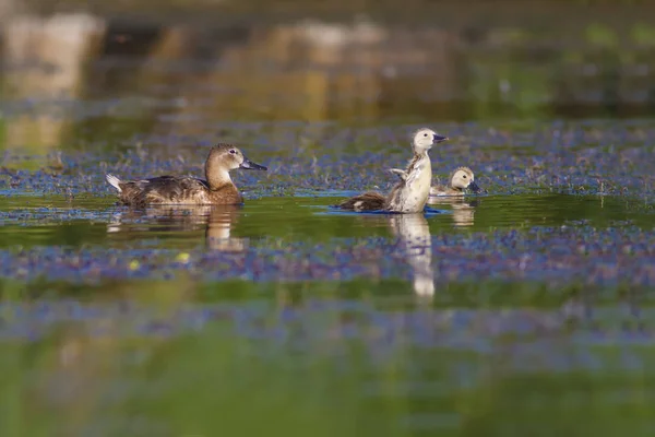 自然和鸭子 自然背景 普通的波查德 艾蒂娅 费里纳 — 图库照片