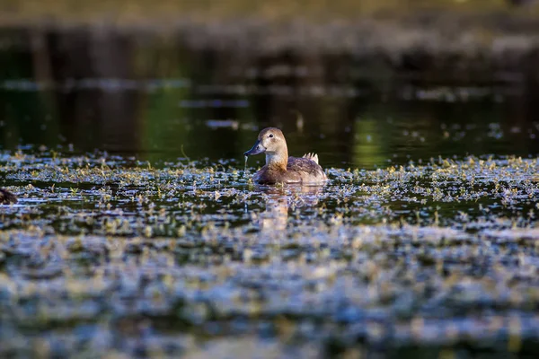 Nature Canard Contexte Naturel Oiseau Pochard Commun Aythya Ferina — Photo