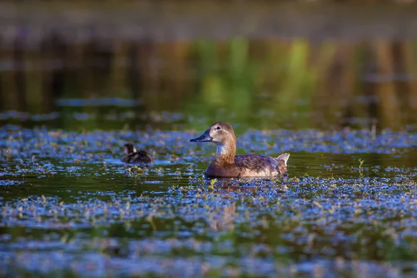 Natuur Eend Natuurlijke Achtergrond Vogel Gemeenschappelijke Pochard Aythya Ferina — Stockfoto