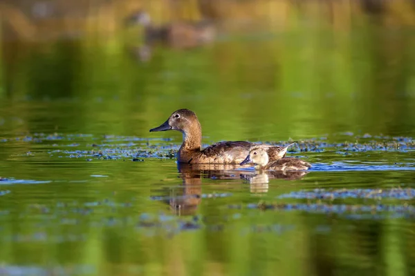 Natuur Eend Natuurlijke Achtergrond Vogel Gemeenschappelijke Pochard Aythya Ferina — Stockfoto