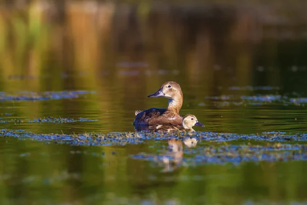 Natur Und Ente Natürlicher Hintergrund Vogel Pochard Aythya Ferina — Stockfoto