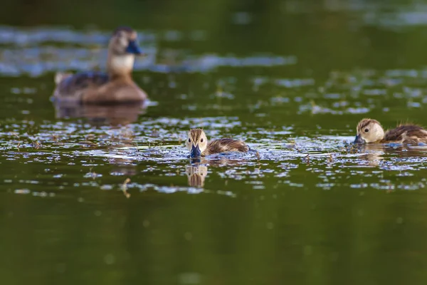 Nature Canard Contexte Naturel Oiseau Pochard Commun Aythya Ferina — Photo