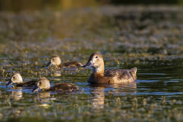 Natur Und Ente Natürlicher Hintergrund Vogel Pochard Aythya Ferina — Stockfoto