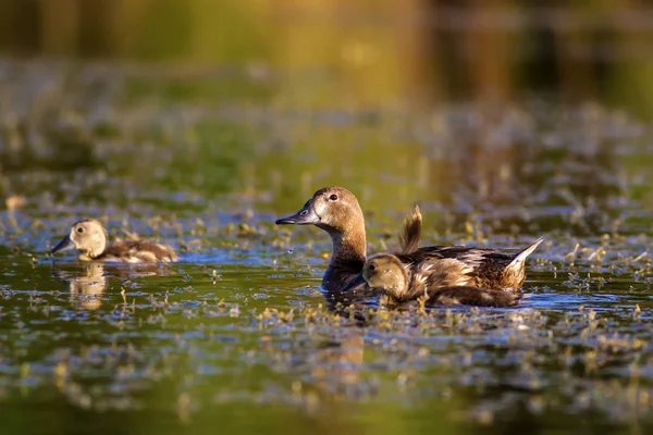 Natur Und Ente Natürlicher Hintergrund Vogel Pochard Aythya Ferina — Stockfoto