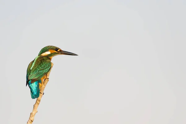 Aranyos Színes Madár Kingfisher Zöld Természeti Háttér — Stock Fotó