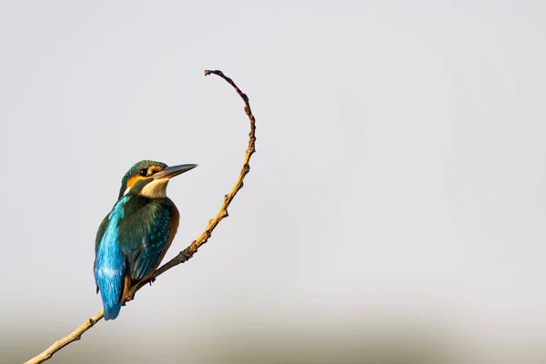 Aranyos Színes Madár Kingfisher Zöld Természeti Háttér — Stock Fotó