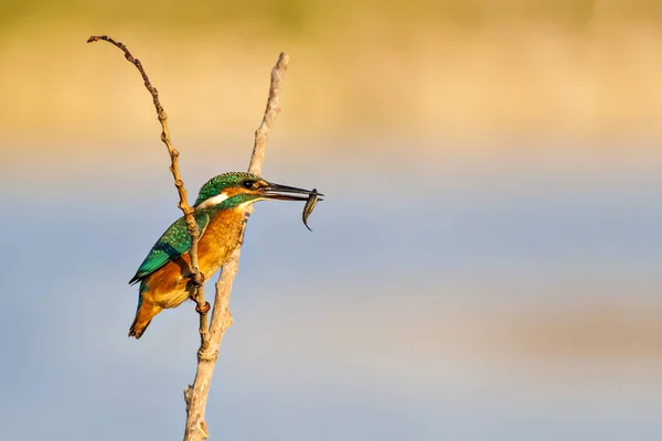 Милая Красочная Птица Кингфишер Зеленый Фон Природы — стоковое фото