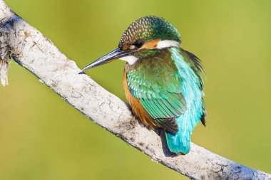 Sevimli renkli kuş Kingfisher. Yeşil doğa arka planı. 