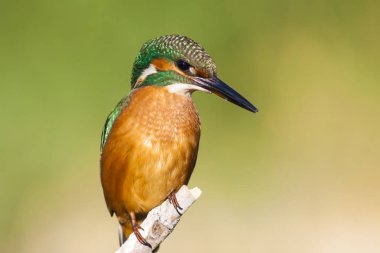 Sevimli renkli kuş Kingfisher. Yeşil doğa arka planı. 