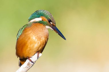 Sevimli renkli kuş Kingfisher. Yeşil doğa arka planı. 