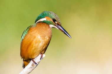 Sevimli renkli kuş Kingfisher. Yeşil doğa arka planı. 