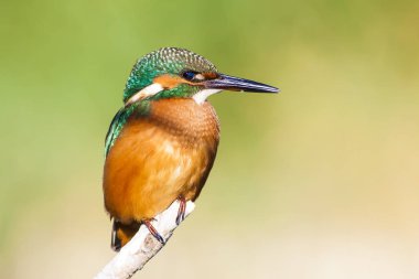 Sevimli renkli kuş Kingfisher. Yeşil doğa arka planı. 