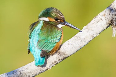 Sevimli renkli kuş Kingfisher. Yeşil doğa arka planı. 