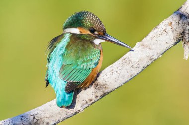 Sevimli renkli kuş Kingfisher. Yeşil doğa arka planı. 