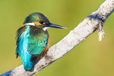 Sevimli renkli kuş Kingfisher. Yeşil doğa arka planı. 