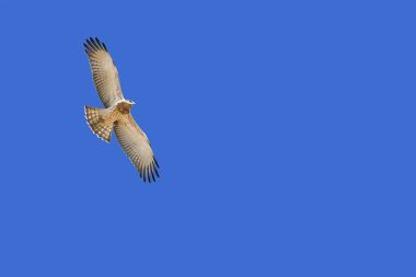 Uçan kuşlar. Mavi gökyüzü arka planı. Kuşlar: Kısa toed Snake Eagle. Circaetus gallicus 
