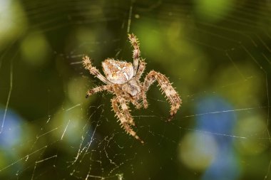 Av örümceği. Örümcek avını ipekle sarıyor. Siyah koyu arka plan. Hunt: ortak housefly.