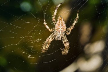 Av örümceği. Örümcek avını ipekle sarıyor. Siyah koyu arka plan. Hunt: ortak housefly.