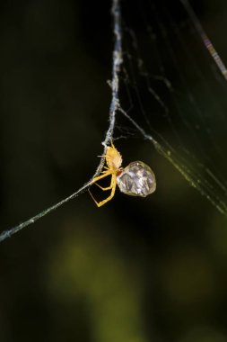 Av örümceği. Örümcek avını ipekle sarıyor. Siyah koyu arka plan. Hunt: ortak housefly.