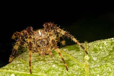 Av örümceği. Örümcek avını ipekle sarıyor. Siyah koyu arka plan. Hunt: ortak housefly.