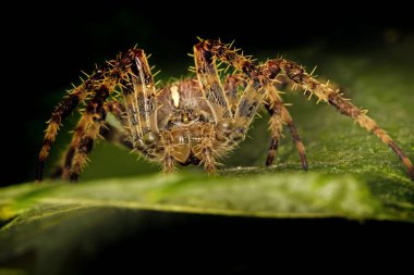 Av örümceği. Örümcek avını ipekle sarıyor. Siyah koyu arka plan. Hunt: ortak housefly.