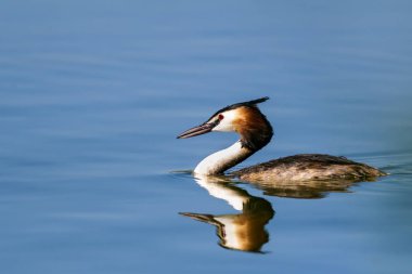 Doğa ve kuş. Yeşil sarı su doğa arka plan. Kuş: Büyük Tepeli Grebe. Podiceps cristatus.