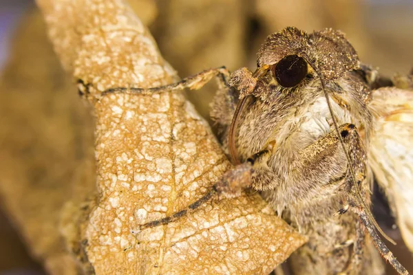 Portrait head of clothes moth. Macro photography. Natural yellow background.