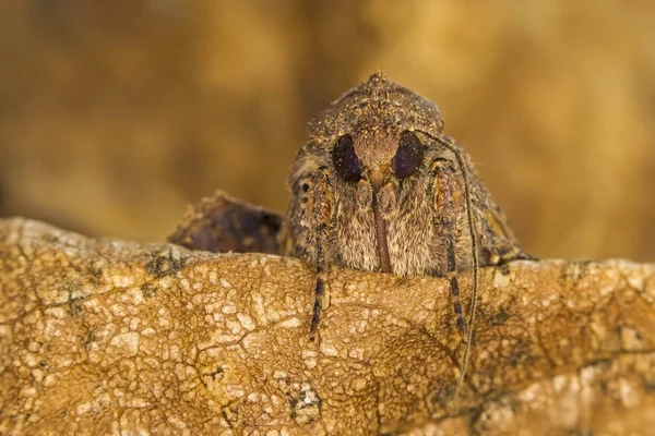 Portrait head of clothes moth. Macro photography. Natural yellow background.