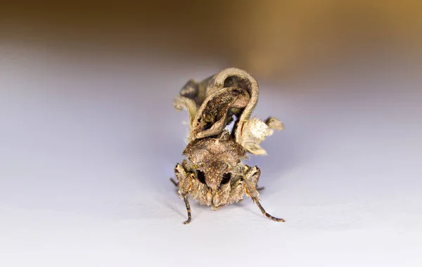 Portrait head of clothes moth. Macro photography. Natural yellow background.