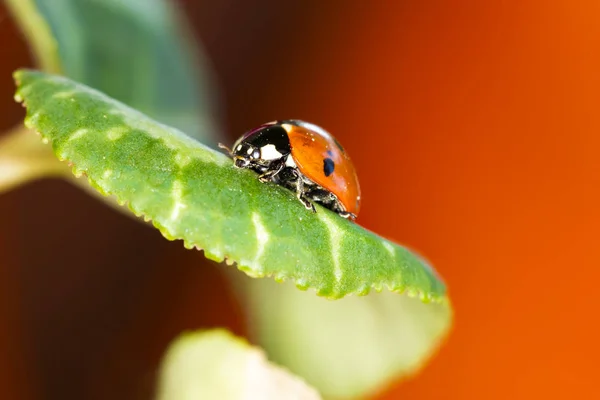 Cute lady bird. Natural red background. Ladybug.