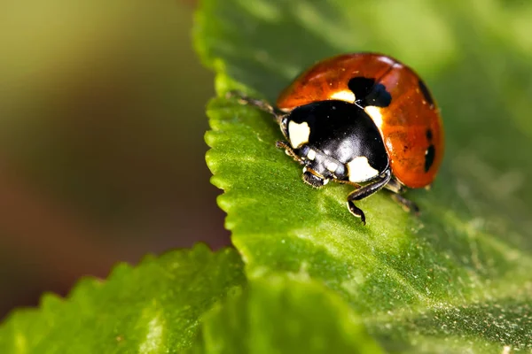 Cute lady bird. Natural red background. Ladybug.