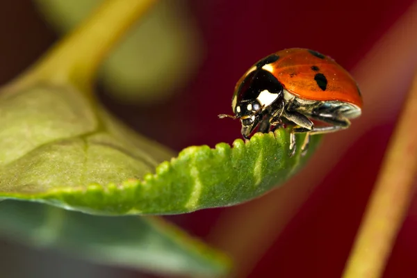 可爱的瓢虫 自然红色背景 — 图库照片