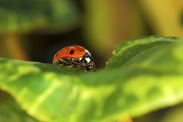 Jolie Dame Oiseau Fond Rouge Naturel Coccinelle — Photo