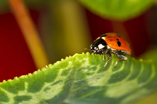 Jolie Dame Oiseau Fond Rouge Naturel Coccinelle — Photo