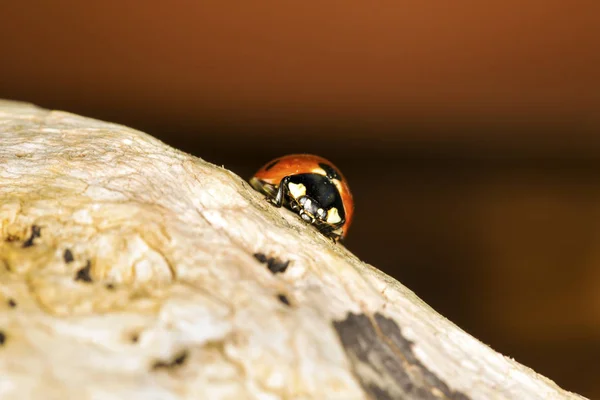 Jolie Dame Oiseau Fond Rouge Naturel Coccinelle — Photo