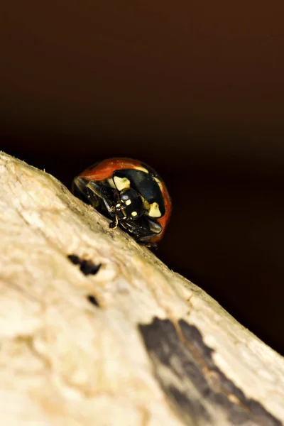 可爱的瓢虫 自然红色背景 — 图库照片