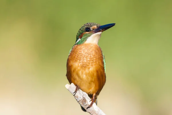 Söt Färgglada Fågel Kungsfiskare Grön Natur Bakgrund — Stockfoto