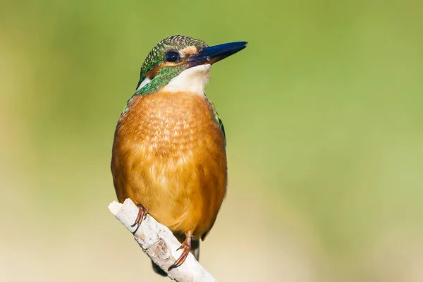 Söt Färgglada Fågel Kungsfiskare Grön Natur Bakgrund — Stockfoto