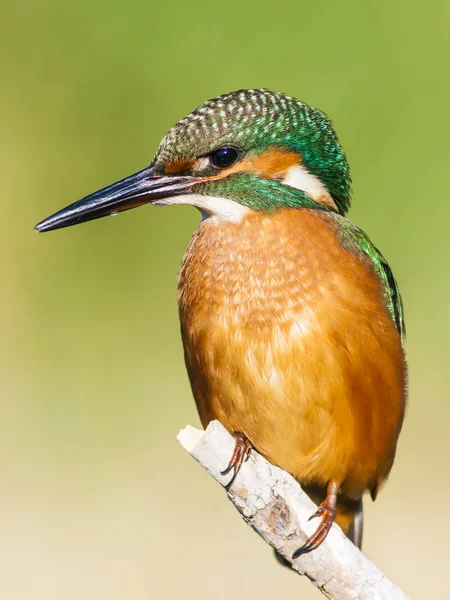 Roztomilý Barevný Pták Kingfisher Zelené Pozadí Přírody — Stock fotografie