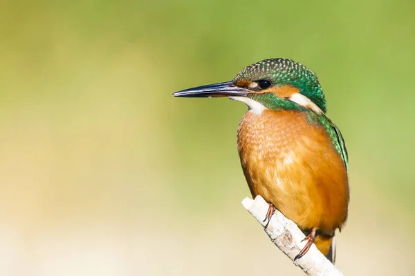 Söt Färgglada Fågel Kungsfiskare Grön Natur Bakgrund — Stockfoto