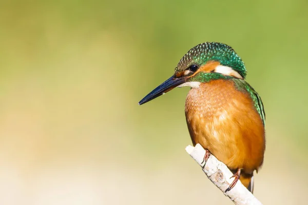 Roztomilý Barevný Pták Kingfisher Zelené Pozadí Přírody — Stock fotografie