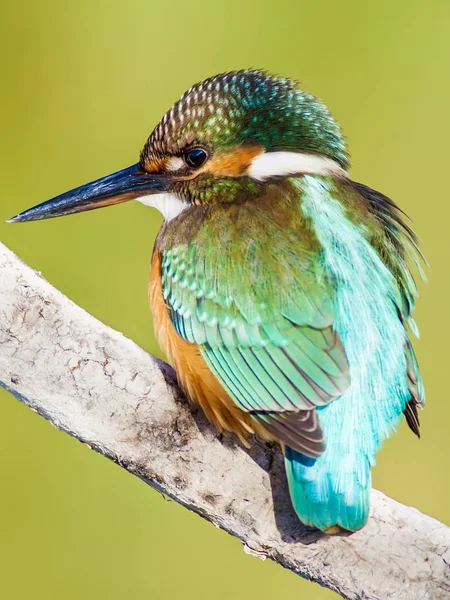 Söt Färgglada Fågel Kungsfiskare Grön Natur Bakgrund — Stockfoto