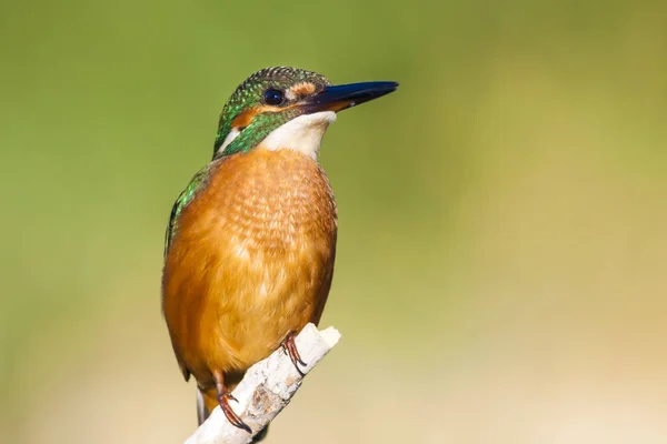 Söt Färgglada Fågel Kungsfiskare Grön Natur Bakgrund — Stockfoto