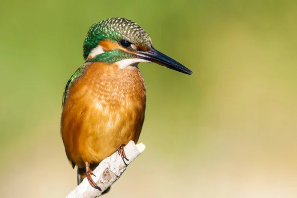 Roztomilý Barevný Pták Kingfisher Zelené Pozadí Přírody — Stock fotografie