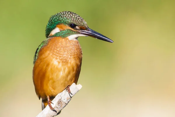 Roztomilý Barevný Pták Kingfisher Zelené Pozadí Přírody — Stock fotografie