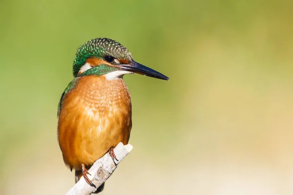 Söt Färgglada Fågel Kungsfiskare Grön Natur Bakgrund — Stockfoto