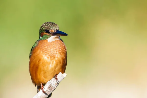 Roztomilý Barevný Pták Kingfisher Zelené Pozadí Přírody — Stock fotografie