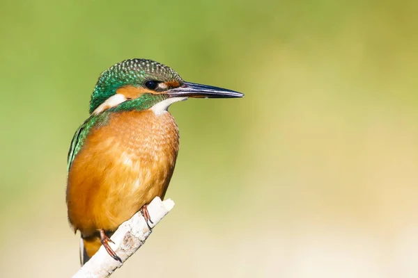 Söt Färgglada Fågel Kungsfiskare Grön Natur Bakgrund — Stockfoto