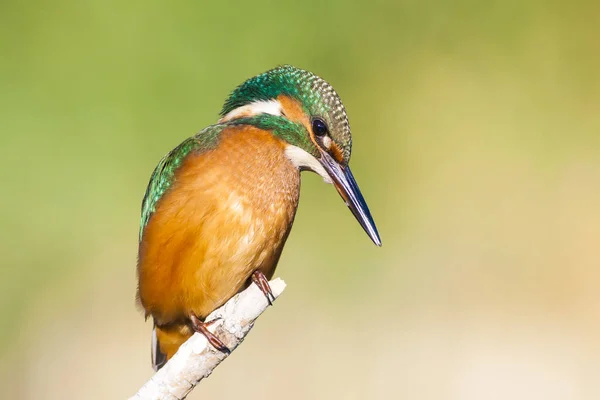Aranyos Színes Madár Kingfisher Zöld Természeti Háttér — Stock Fotó